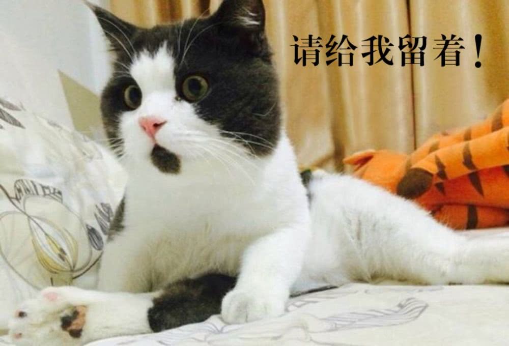 鼎盛军事论坛中的吃薄荷的猫，探索军事领域的独特视角与智慧洞察，鼎盛军事论坛中的吃薄荷的猫，军事领域的独特视角与智慧洞察解析