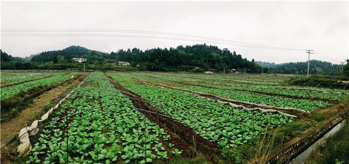 陈建活，一个鲜活而富有活力的生命印记，陈建活，活力生命的印记