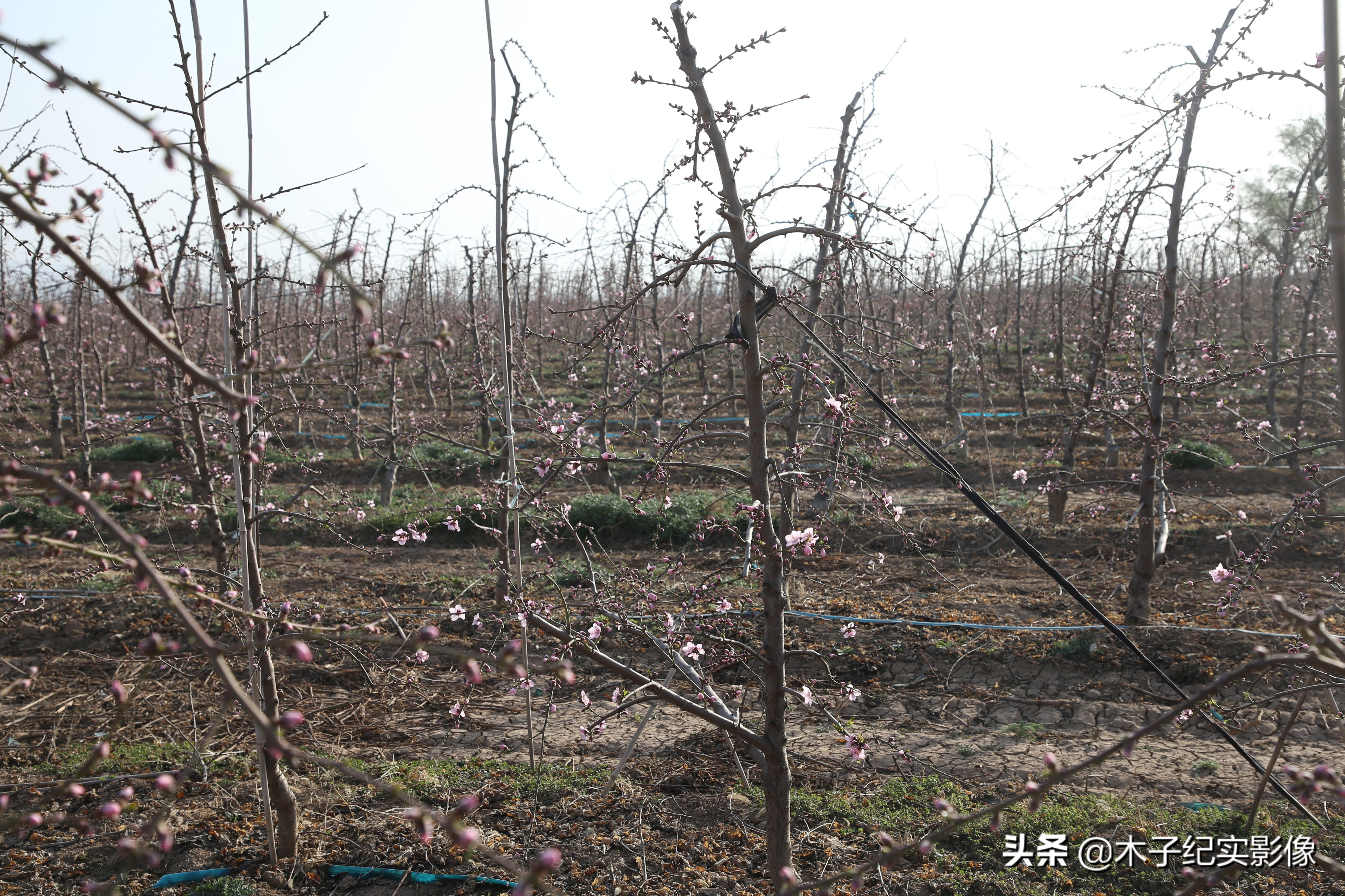 男兵身高180厘米能否进入仪仗队，探讨与解析，男兵身高180厘米能否进入仪仗队，解析与探讨