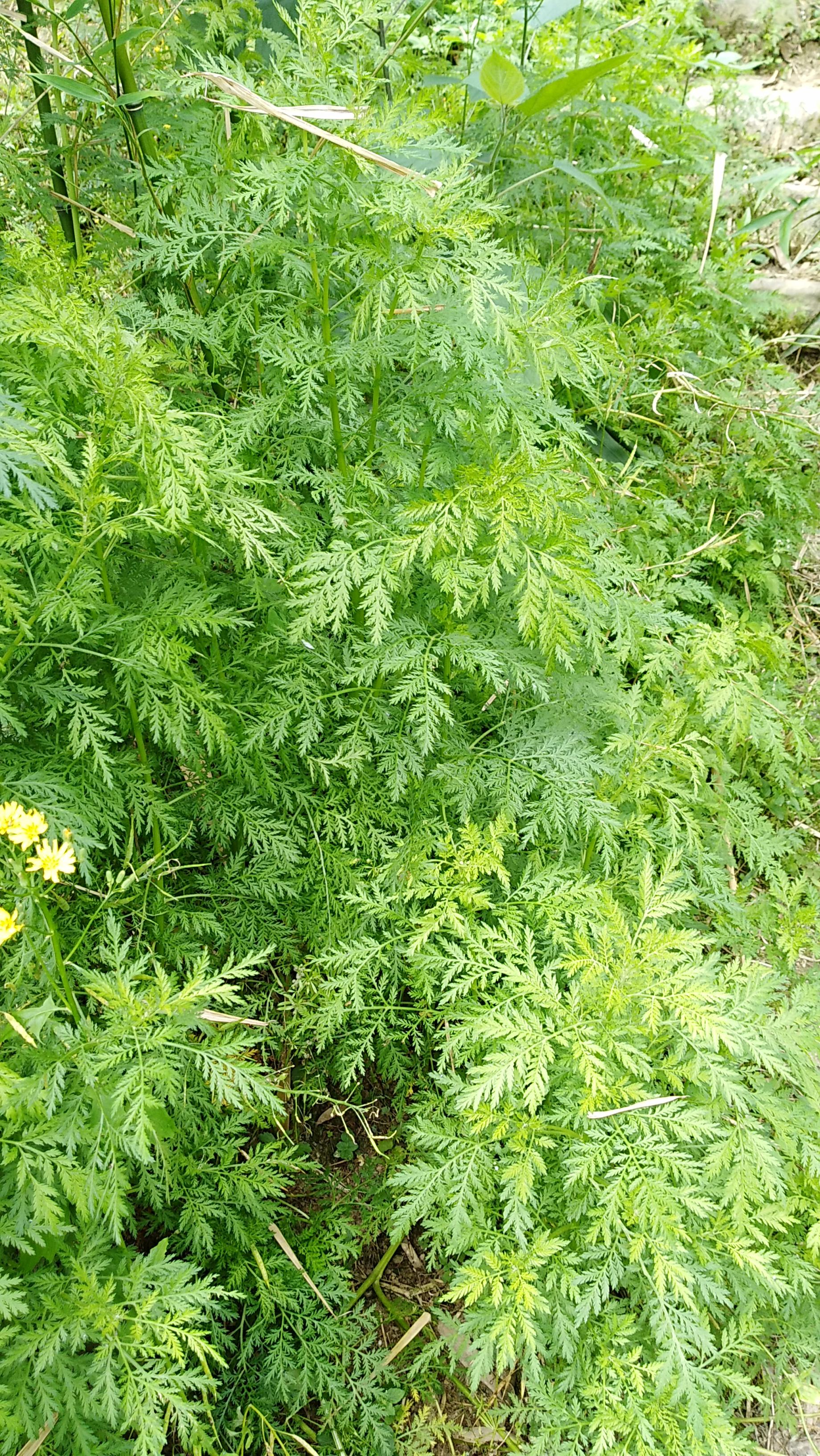 印度与缅甸之间的动态，解析背后的原因与动机，印度与缅甸关系动态背后的原因与动机深度解析