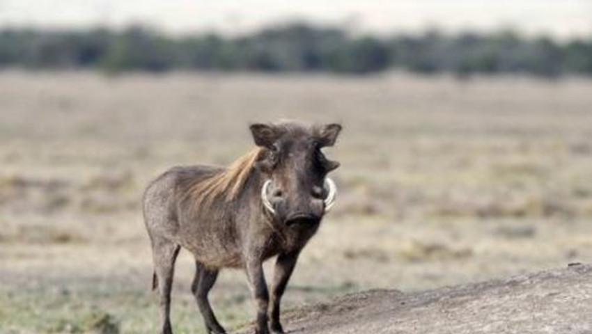 中国版A10疣猪，探索与解析，中国版A10疣猪深度探索与解析