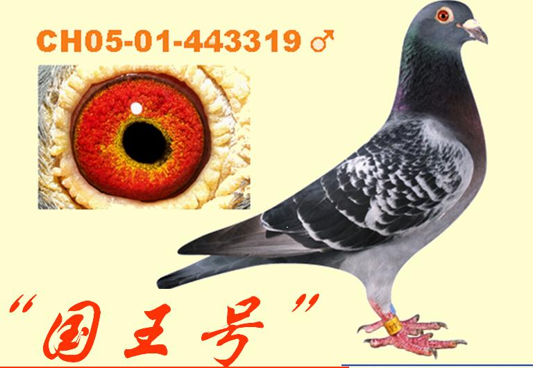 揭秘049王中王风冠一肖的神秘面纱，揭秘王中王风冠一肖的神秘面纱