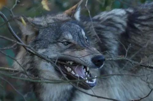 伊朗军舰即将抵达美洲大陆,历史、政治与战略视角的探讨,伊朗军舰赴美洲,历史、政治与战略深度探讨