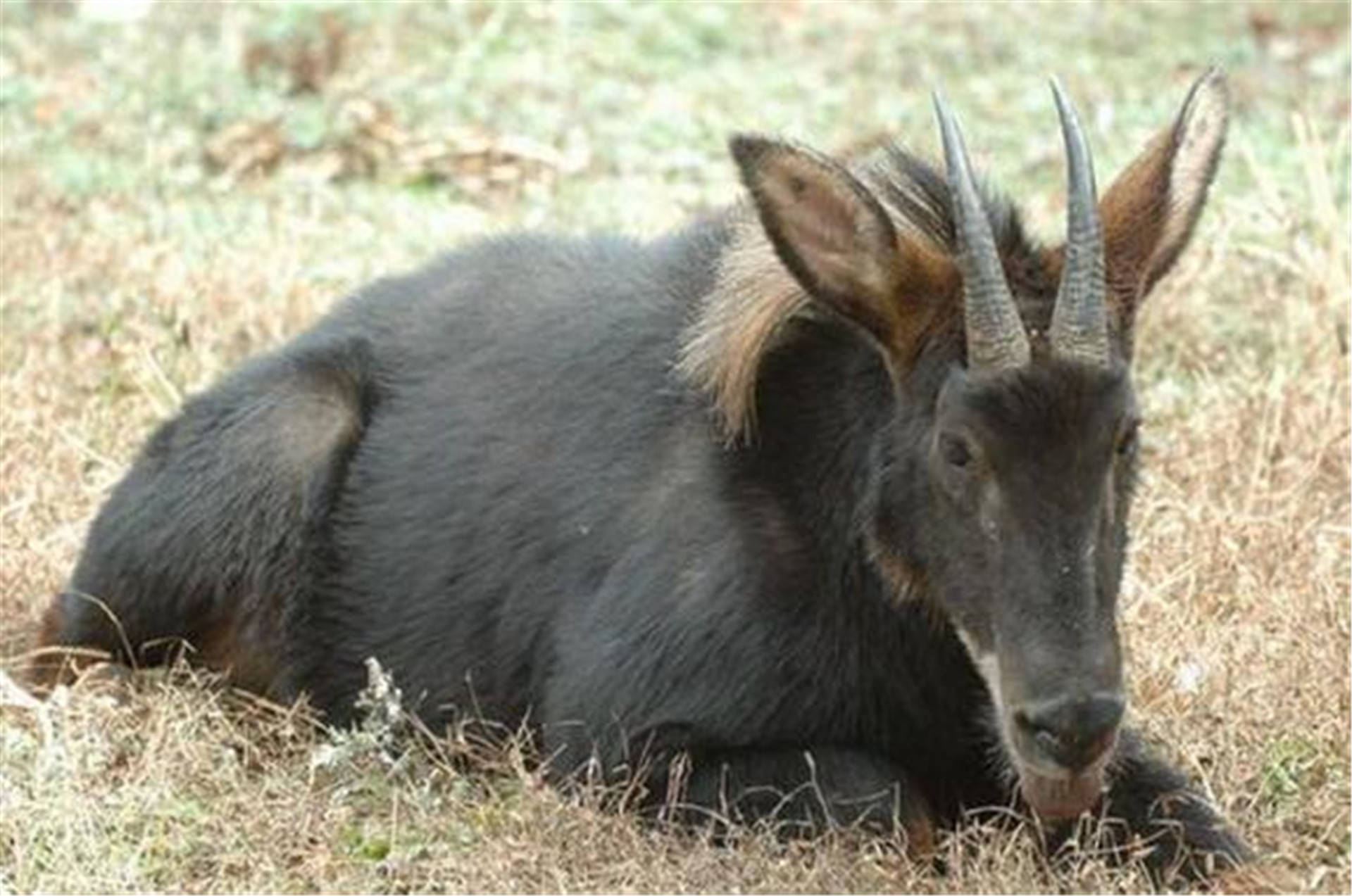 澳门一码一肖一待一中四不像,探索神秘与魅力的交汇点,澳门神秘魅力交汇点,一码一肖一待一中四不像的探索