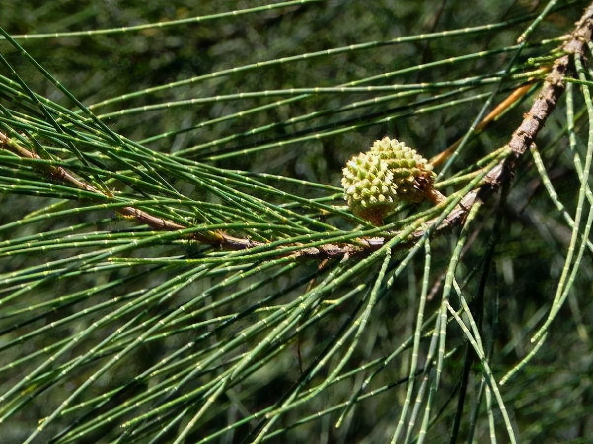 解放海南岛所用的船队及其历史背景，解放海南岛，船队历程与历史背景