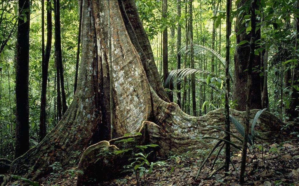 特种兵猎人勋章,荣耀的象征与力量的体现,特种兵猎人勋章,荣耀与力量的象征
