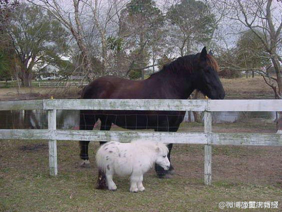 直-18与超级海种马,空中巨无霸的崛起,空中巨无霸崛起,直-18与超级海种马的协同进化之路